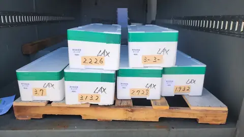 Boxes of whole Kampachi packed for air freight